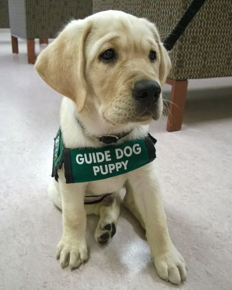 5th February guide dogs